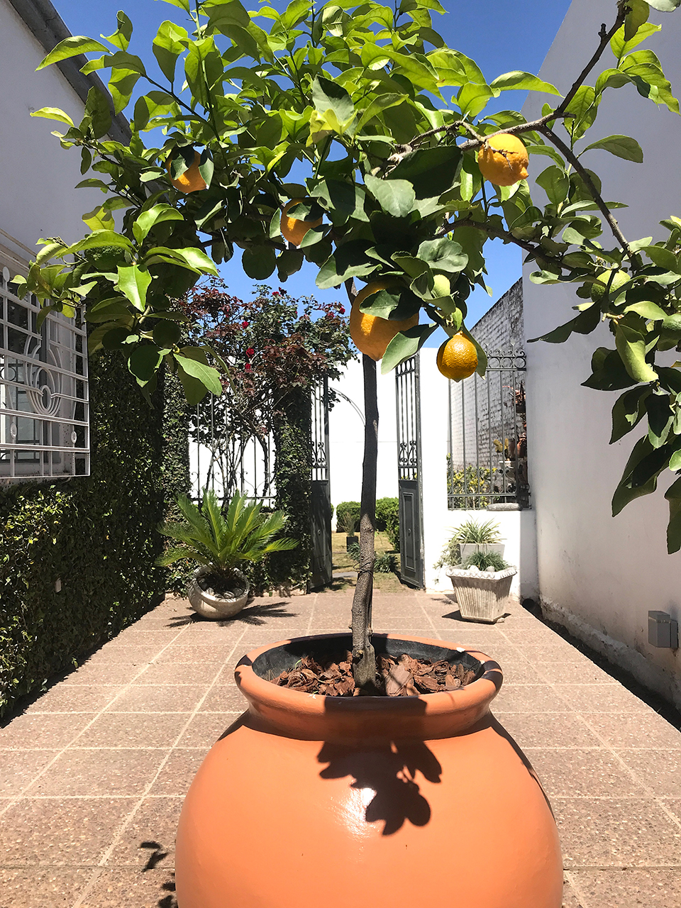 Lemon Tree